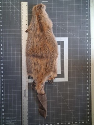 Beaver Pelt, All 4 feet And Tail,  Small Size,  Iowa Beaver,  Taxidermy