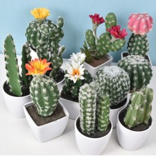 Pianta Succulenta di Cactus Artificiale Plastica Fiori Finti Bonsai Decorazione Casa Giardino