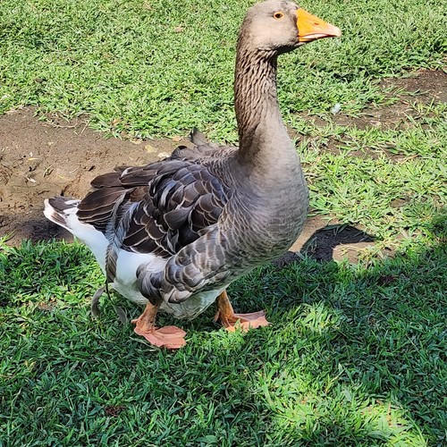 6 goose hatching eggs for sale eBay