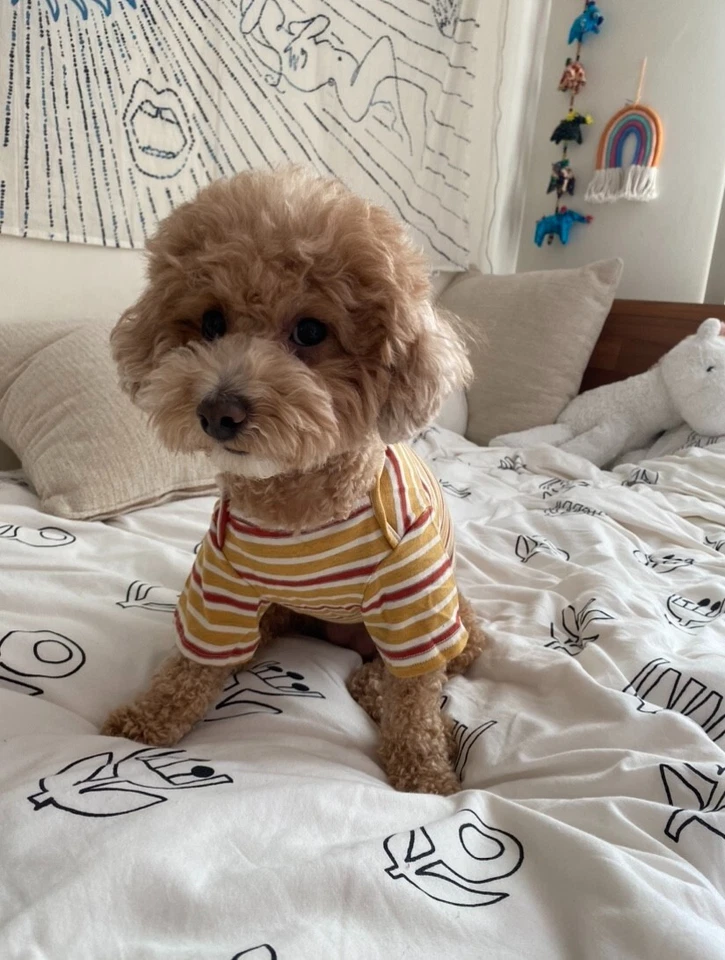 Pet Clothes cotton Dog Pet T-shirt / Cute short sleeve T-shirt / Stripe T-shirt - Image 2 of 4