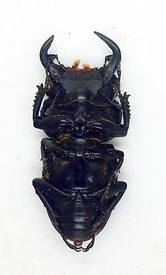 標本用品 Taiwan Dytiscoidae sp.38mm 標本用品 Taiwan Dytiscoidae sp