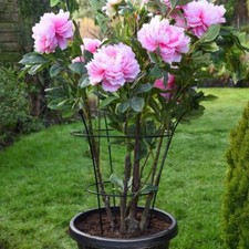 Peony Frame Outdoor Heavy Duty Herbaceous Garden Plant Support Ring