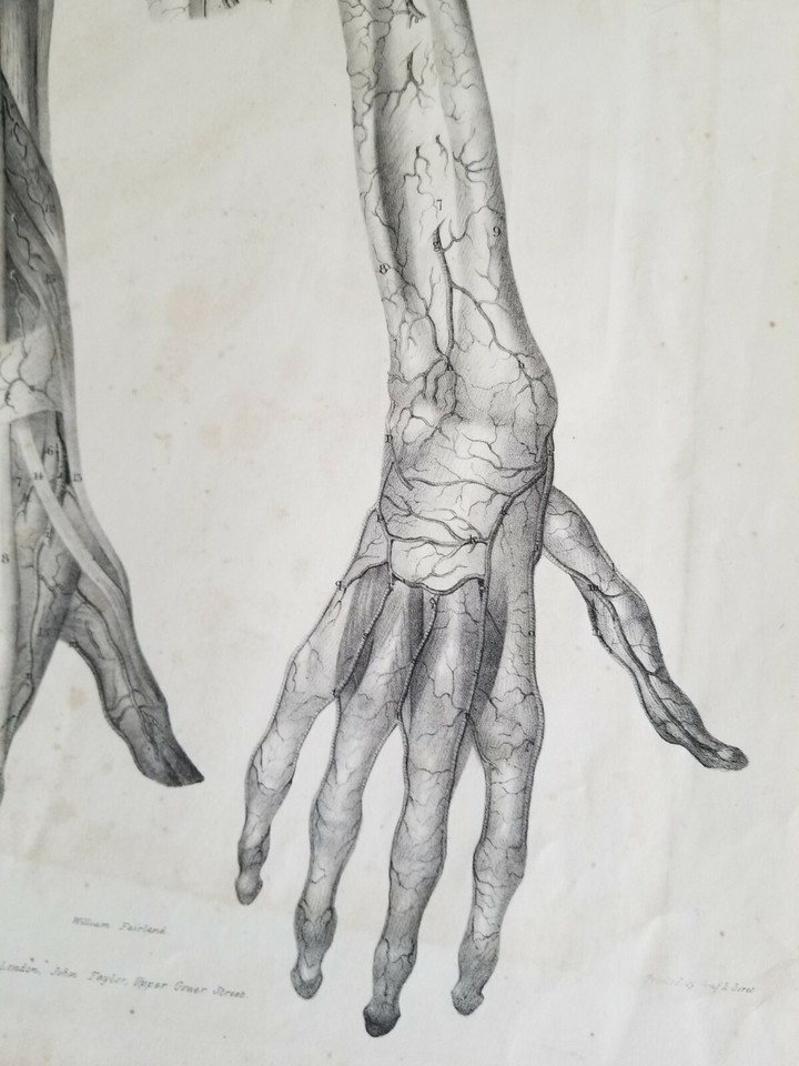 19.5" X 12" W.Fairland Anatomy Engraving Print From 1837(UNIVERSITY OF