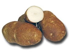 Russet Burbank Potato -2 lbs pounds- Certified Whole Seed Potatoes for Spring