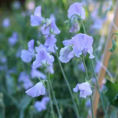 Sweet Pea Chelsea Centenary Flower Seeds Scented Cut Flower Seeds Sweet ...