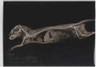 2024 Topps Allen & Ginter Oregon Zoo X-Ray #XR-14 Dwarf Mongoose