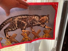 Awesome See Through Cat. National Geographic Magazine Pull Out Skeleton And Cat