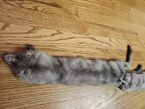Vintage Gray/ Silver Mink Fur Scarf Shoulder Wrap Stole 2 Full Pelts ~ 39" Long - Picture 3 of 7