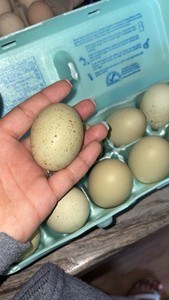 Dark Speckled Olive Hatching Eggs 12+ Hatching