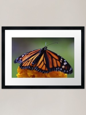Spread Those Wings Gerahmter Kunstdruck Gerahmtes Wandbild Poster Leinwanddruck Bild