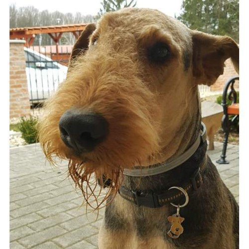 Dog id tag Airedale terrier, Personalized, Engraved, Handmade, Charm - Picture 6 of 12
