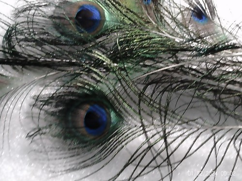 20 Peacock Tail Feathers Natural Wedding Crafts A jewelry making - Bild 9 von 13