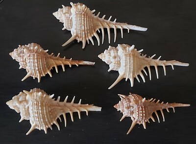 Muricidae Murex Lot 5 Pcs Trapa Shells Natural Seashells Rare, Mediterranean Sea