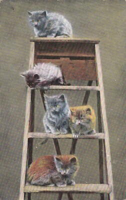 ANPC012) PC 5 Cats on a ladder, used