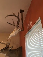 Amazeen Outdoors Ceiling Mount European Skull Hanger Deer Hook Metal Steel