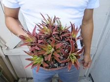 Haworthia Fasciata Succulent