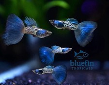 Live Metal Blue Snakeskin Blue Tail Guppy 1 Trio Freshwater USA Seller
