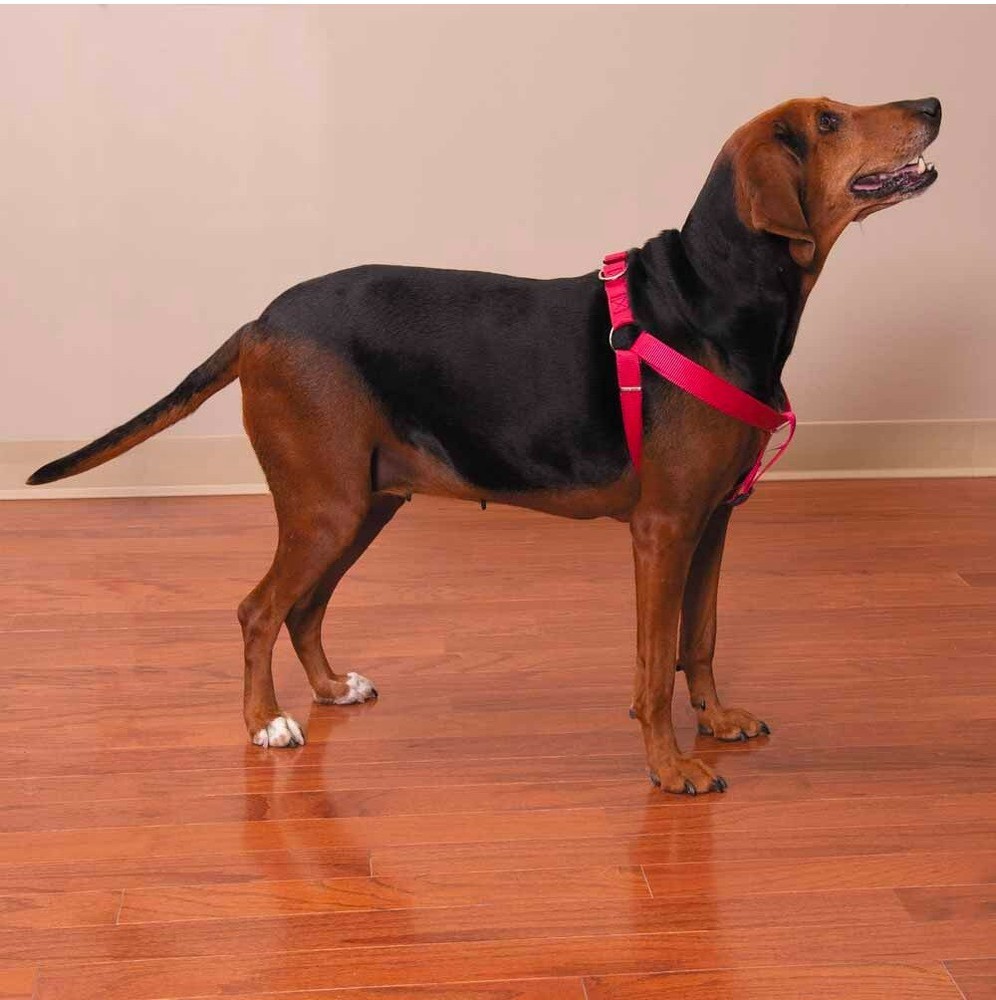 Dog Harness Easy to Use 2 Step Secure Safe Comfortable Firm No Struggle Control