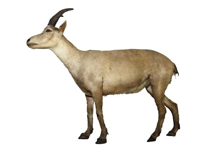 EXTINCT PYRENEAN IBEX BUCARDO GLOSSY POSTER PICTURE PHOTO PRINT BANNER 10691