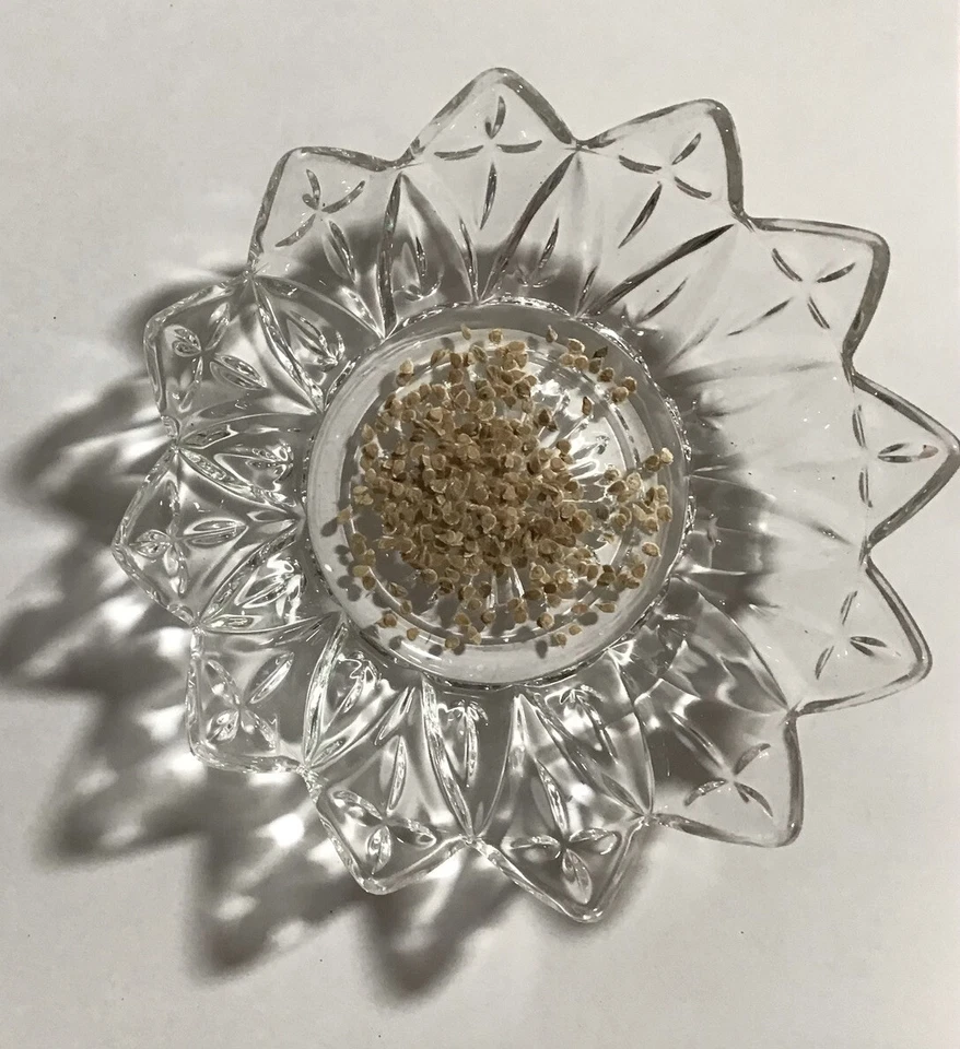 Tomato (Sweet Cherry) 260+ Seeds (Solanum)  Instructions Included x - Image 2 of 4