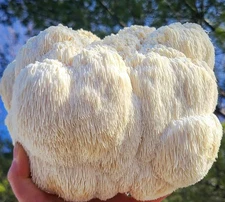 Lions Mane Mushroom Block - 5 pounds, Ready to Fruit!