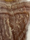 Wonderstone Rhyolite Rough Slabs • Banded WonderStone For Cabbing Jasper — photo 9