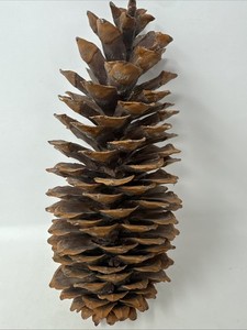 SUGAR PINE CONE Vintage Natural Giant CALIFORNIA Golden Pinecone 12" CRAFT Decor