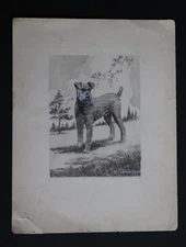 Paul Spener Johst American Illustrator Watercolor Drawing of a Terrier Dog