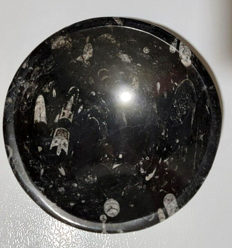 Polished 8 1/2" Dia. Marble Orthoceras Fossil Bowl - 第 1/6 張圖片