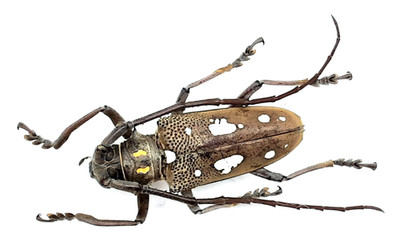 Cerambycidae, Batocera rubus siporensis, male, A1, 28 mm, SIPORA, #CB325