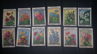 Stauden Blumen Nestle Serie 13 Sammelbilder Reklamebilder 1920 Botanik Natur