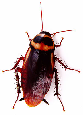 Joke Prank Fun Scary Cock Roach Cockroach Car Or Wall Decal Sticker Ebay