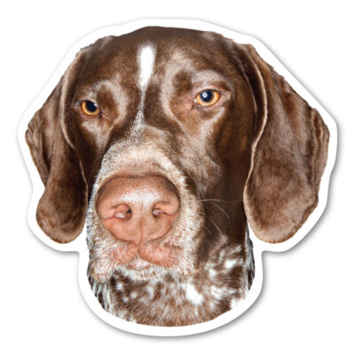 German Shorthaired Pointer Magnet