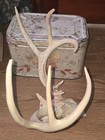 Kansas Whitetail WILD Deer Antlers Skull European Mount Cabin Mancave — photo 4