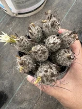 Turbinicarpus dickisoniae GM2063 MultiHead Seeded Grown WYSIWYG 1