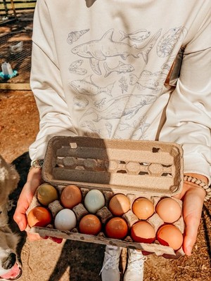 12 Fertile Chicken Hatching Eggs   Mixed Rare Breeds   Colorful Egg Layers  
