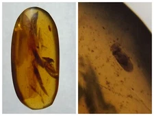 100 MILL. YEARS OLD BURMITE AMBER WITH FLY (ABR9/35)