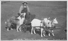 J78/ Interesting RPPC Postcard c1910 Early Sheep-Drawn Cart Child 478