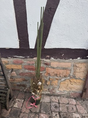Zimmerpalme Dekobaum  Zimmerpflanze groß dekorativ Palme Rosenbaum