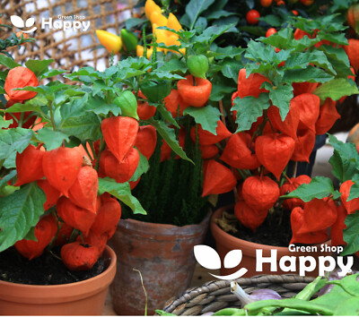 VEGETABLE SEEDS CAPE GOOSEBERRY - 350 SEEDS - UCHUVA FRUIT - Physalis  peruviana | eBay