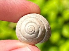 Italy Fossil Gastropod Oxystele rotellaris Miocene Age Trochidae Shell
