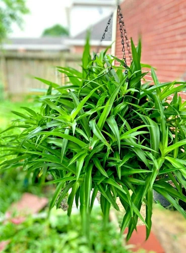 Six of spider house plant rooted-Green Air Clean Plant Hanging Basket 