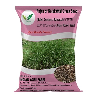 Anjan Grass Seeb - 500 gram/Kolukattai/Cenchrus Ciliaris/Buffel/Dhaman Grass See