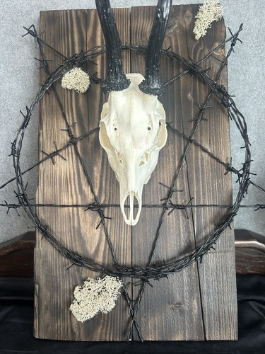 Rehbock Schädel Gothic Wanddeko Pentagramm Stacheldraht Kuriosität Dekoration - Bild 5 von 7