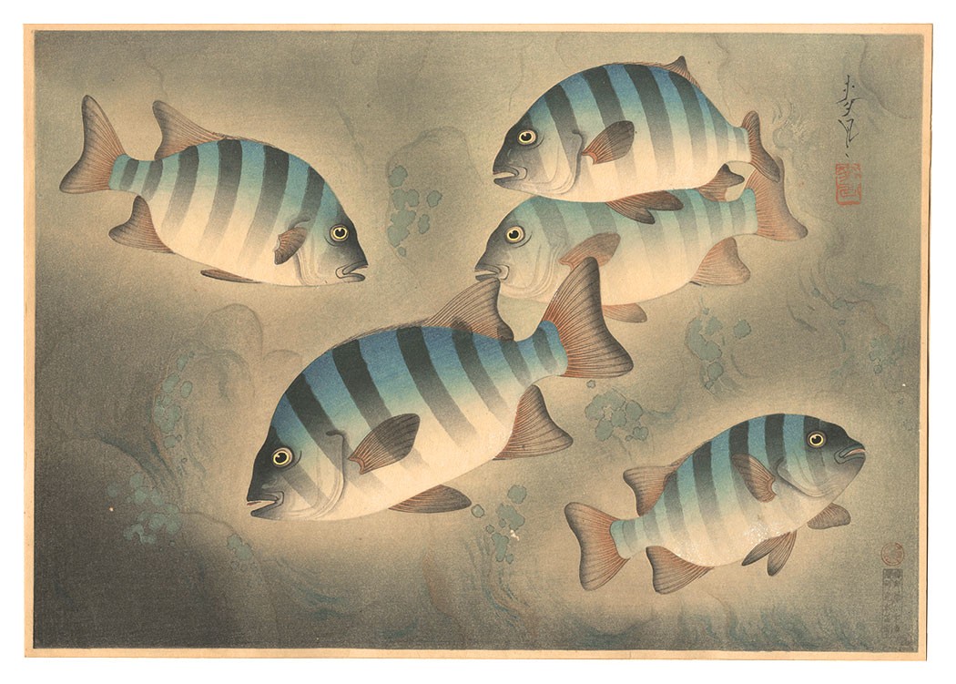 Ono Bakufu 1939 Woodblock Print Fish of Japan Rock Sea Bream Ishidai No 6
