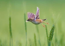 Close Up Bird Perching Plant PREMIUM POSTER FILM PRINT HIGH QUALITY Thick paper