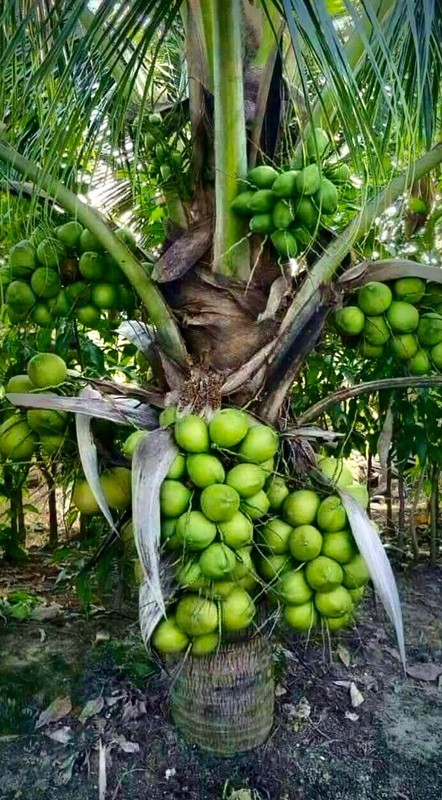 Dwarf Green Malayan seed Coconut seed sprouted from PR.