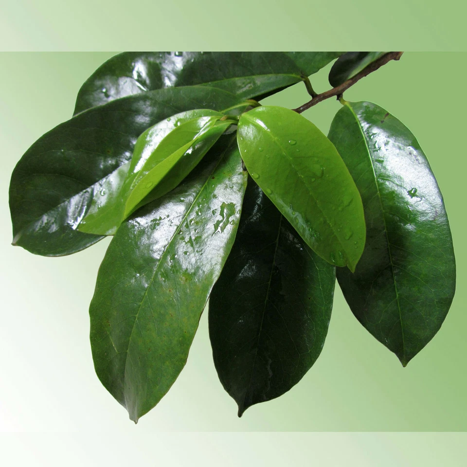 Hojas de guanábana Graviola 100 % pura hoja de guanábana seca - Hojas de guanábana - 1 oz Foto 2 de 4