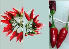 50 Semi Di Peperoncino Sigaretta Calabrese + omaggio 5 mixsemi