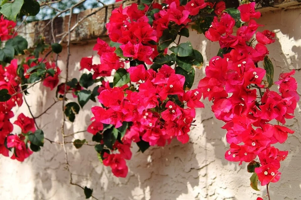 Bougainvillea - 'San Diego Red' - Image 4 of 4